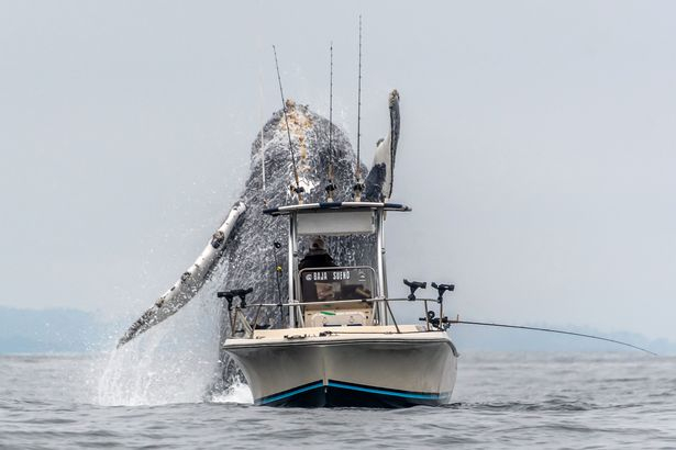 Уникално ВИДЕО: 30-тонен гърбат кит скочи пред рибарска лодка