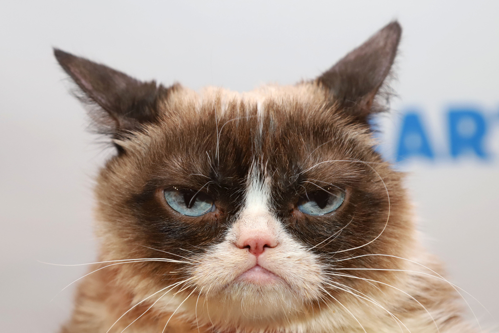 Скръбна вест: Почина Гръмпи - най-известната котка в интернет 