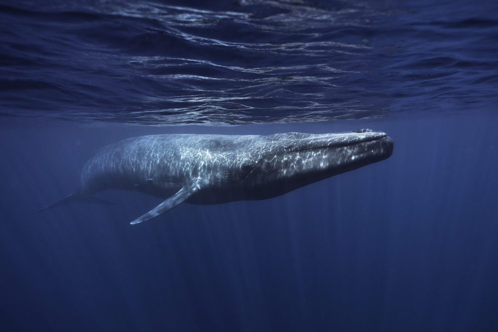 Уникално: Дайвър се срещна лице в лице със син кит (СНИМКА)