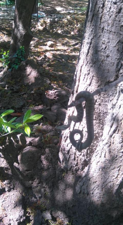 Вижте СНИМКИ на отровната змия, която изпълзя в Морската градина на Варна