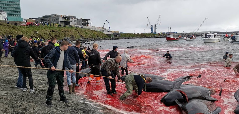 Рибари избиха брутално повече от 150 делфини, боядисаха целия залив в кърваво (СНИМКИ 18+)