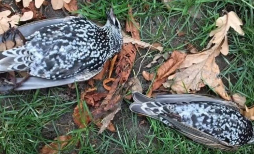 Стотици птици падат мъртви от небето след тест на 5G мрежа в Хага (ВИДЕО)