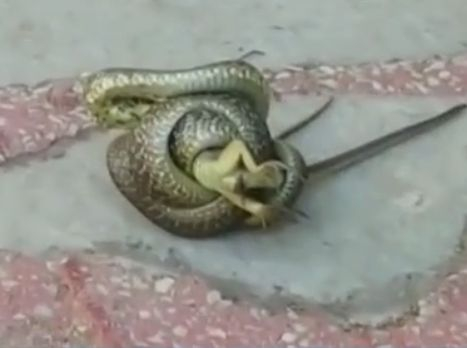 Змия, уловила плячка, изплаши до смърт жителите на Благоевград (СНИМКА) 