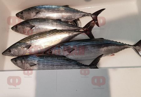 Рибарите в Ахтопол не вярват на очите си с какви риби са пълни мрежите им в началото на юни (СНИМКИ)