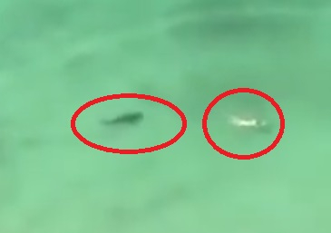 Шок: Акула преследва жена, мъж снима от хотела (ВИДЕО)