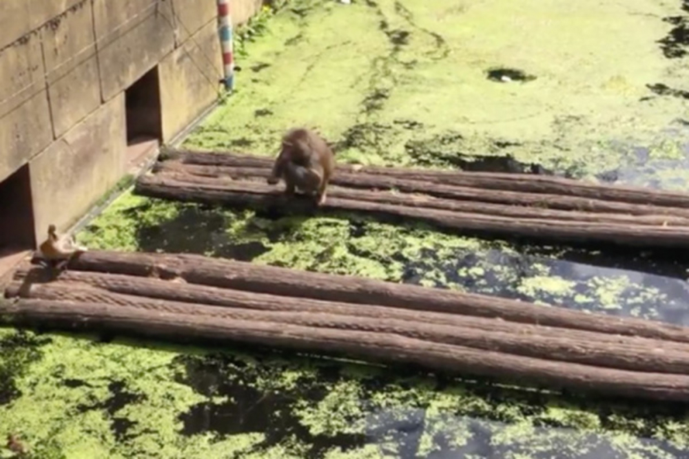 Агресивна маймуна изяде малки патета пред майка им (ВИДЕО 18+)