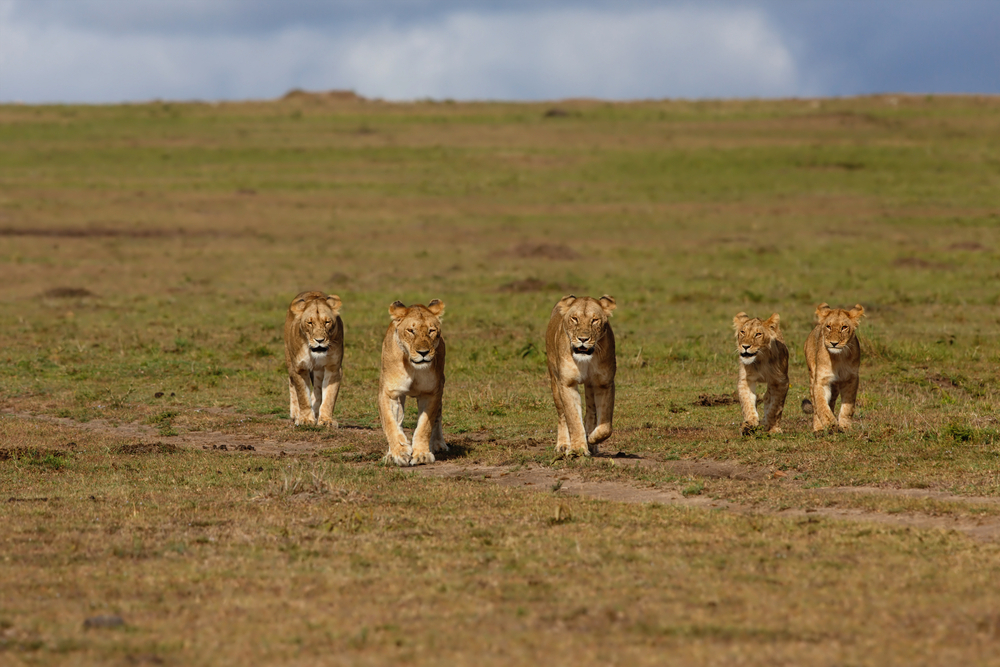 14 лъва избягаха от световноизвестен парк, рейнджъри ги гонят