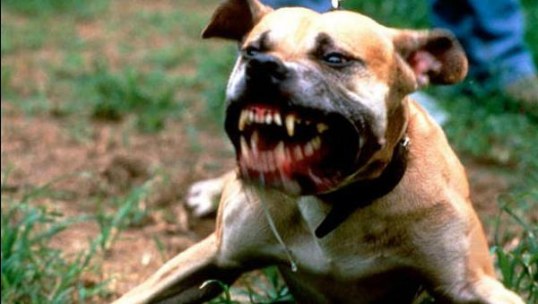 Първо в БЛИЦ: Нов ужас с нахапан от кучета