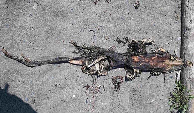 Рибар се натъкна на загадъчно чудовище край бреговете на Британска Колумбия (СНИМКИ)