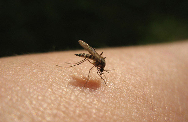 Само тези народни средства за борба с комарите наистина работят