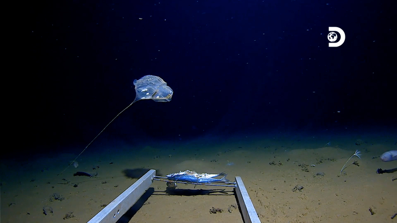 Странно създание от дъното на Индийския океан втрещи учените (ВИДЕО)
