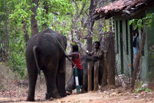 Тези шокиращи СНИМКИ на слонове разстроиха дори и корави мъже 
