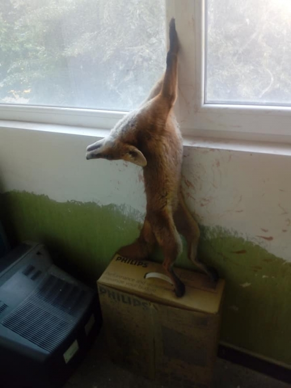 Куриозна гледка! Какво преживя една лисица в Монтана (СНИМКИ)