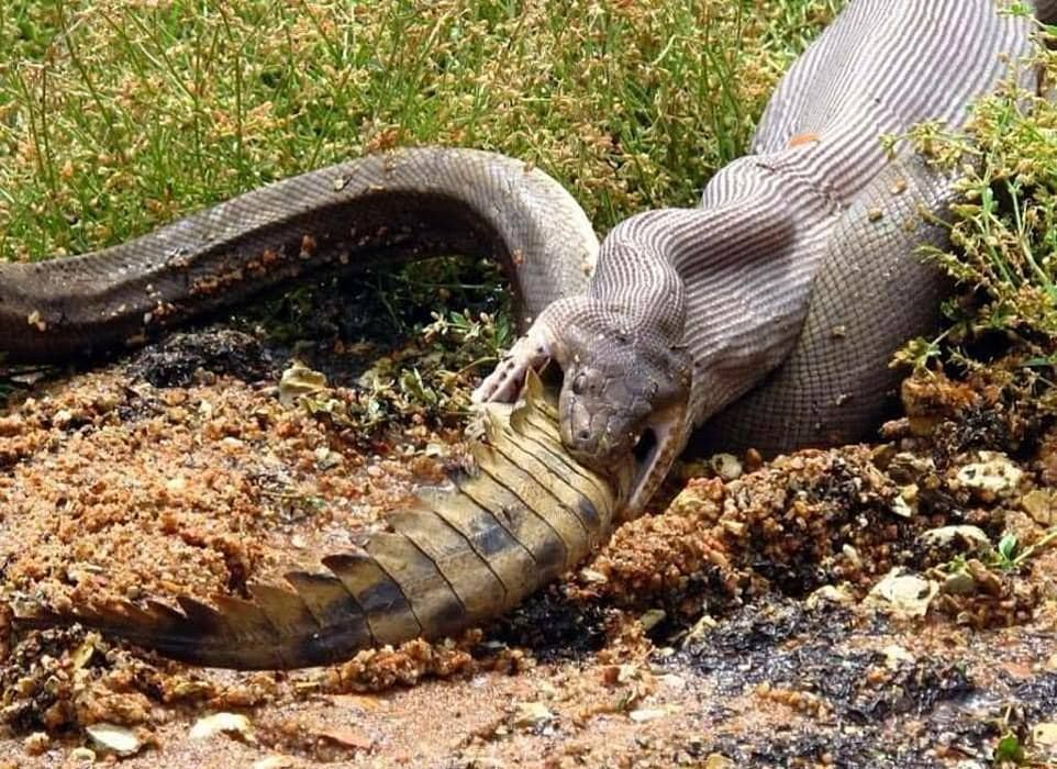 Брутални СНИМКИ: Чудовищен питон поглъща огромен крокодил
