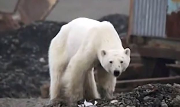Тази полярна мечка направи немислимото! Появи се насред... (СНИМКИ/ВИДЕО)