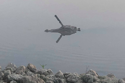 Алигатор със забит в главата нож си плува в езеро в Тексас (СНИМКА)