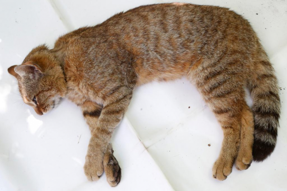 Откриха нов звяр: Тайнствена котка-лисица побърка фермерите в Корсика
