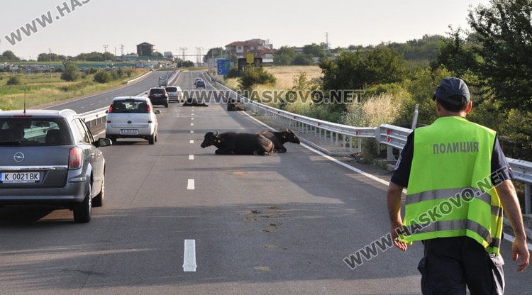 Трупове и смачкани ламарини след кървава нощ в Хасковско (СНИМКИ)