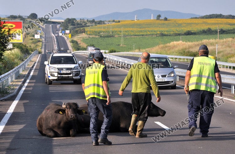 Трупове и смачкани ламарини след кървава нощ в Хасковско (СНИМКИ)