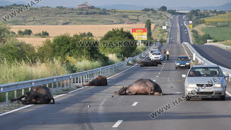 Трупове и смачкани ламарини след кървава нощ в Хасковско (СНИМКИ)