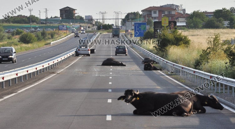 Трупове и смачкани ламарини след кървава нощ в Хасковско (СНИМКИ)