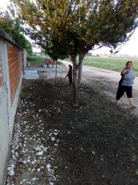 Циганка от Раковски обеси кученцето си пред вратата на съседка (СНИМКИ 18+)