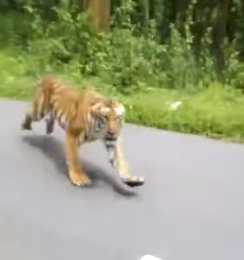 Бенгалски тигър в яростно преследване с мотоциклетист (СМРАЗЯВАЩО ВИДЕО)