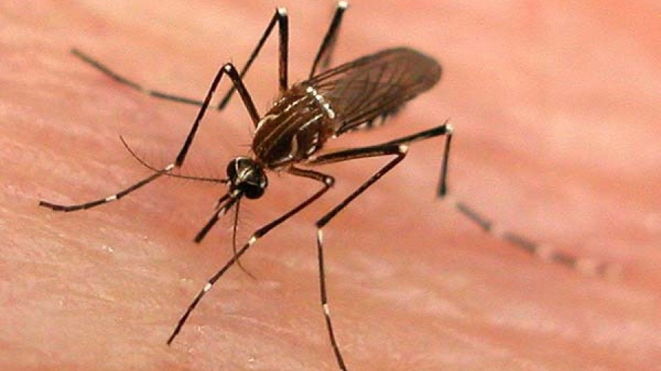 Злочести туристи: Това е градът с най-хапещите комари в България!