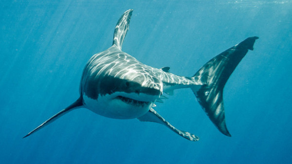 Нападенията от акули се увеличават! Може ли да влизаме в морето?