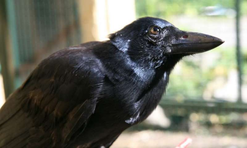 ВИДЕО със страховита мускулеста птица предизвика паника в мрежата