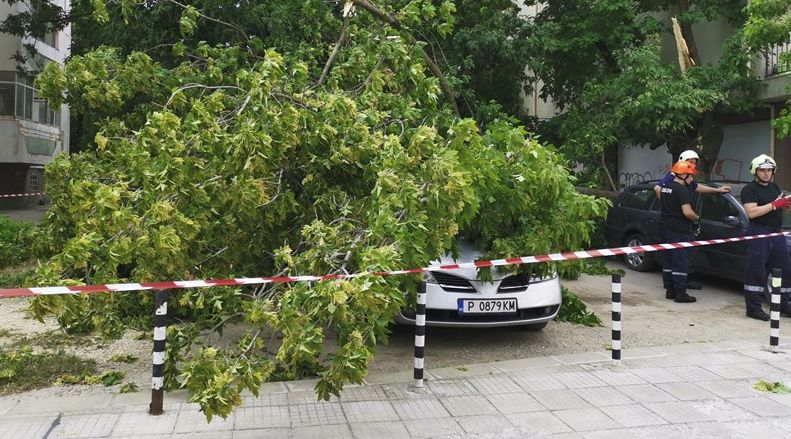 Силният вятър в Русе прекърши дървото като кибритена клечка (СНИМКИ)