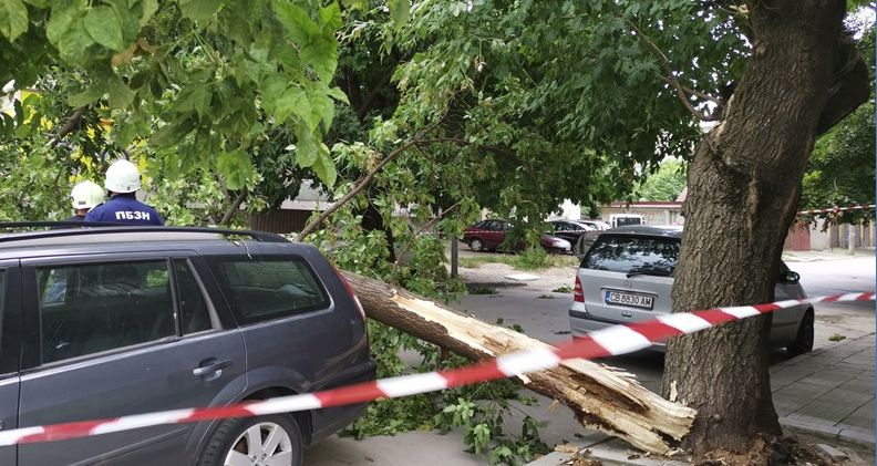 Силният вятър в Русе прекърши дървото като кибритена клечка (СНИМКИ)