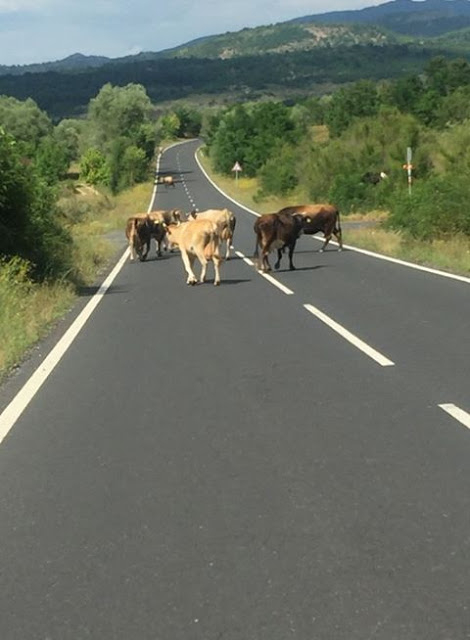 Това е пътят на най-щастливите крави в България