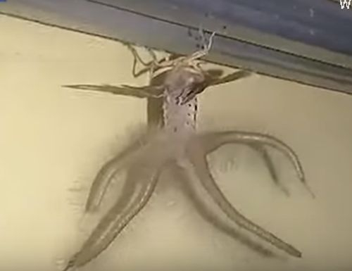 Мъж засне на тавана си невиждано същество (ВИДЕО)