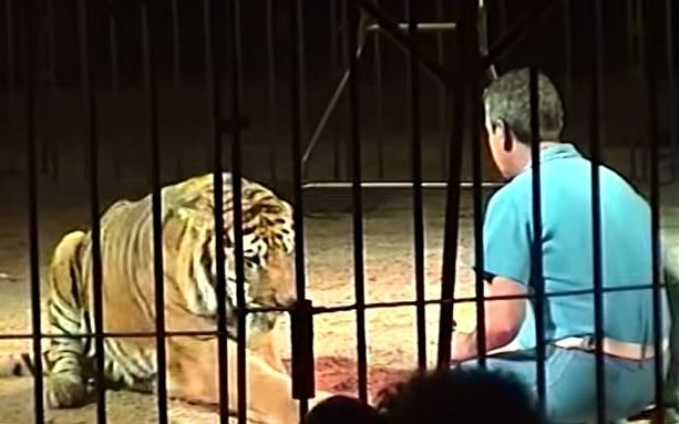 Световноизвестен укротител беше разкъсан от собствените си тигри (ВИДЕО)