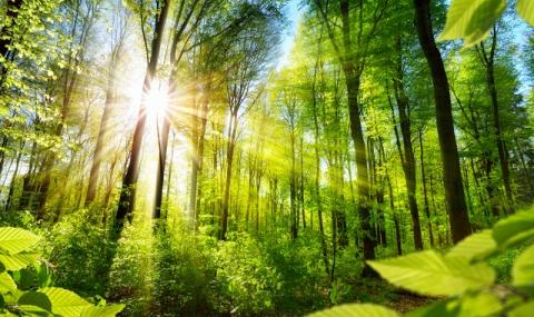 Учени вдигат тревога: Садете спешно дървета