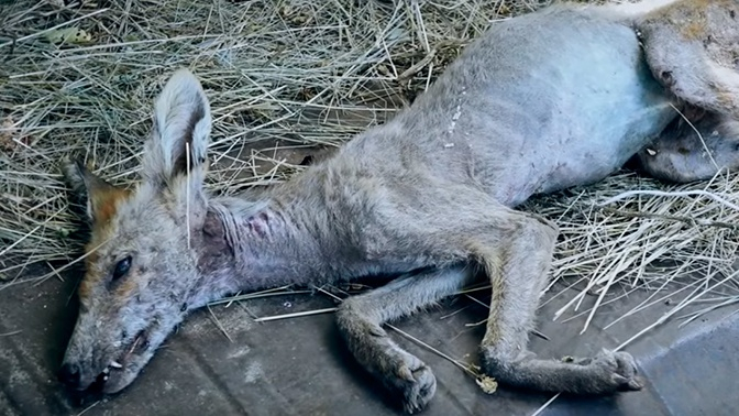 Селянин от Украйна уби митичен звяр, който сее ужас и смърт  (ВИДЕО) 