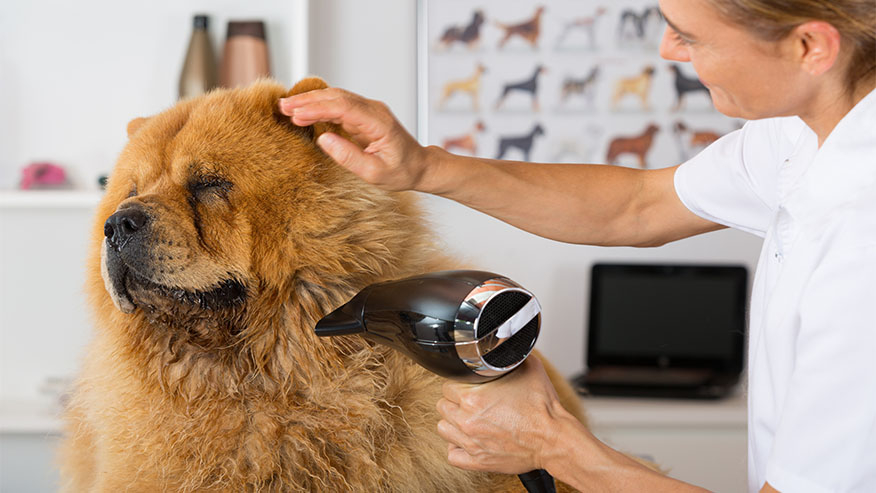 Цял свят се смее на подстрижката на куче, направена от калпав фризьор