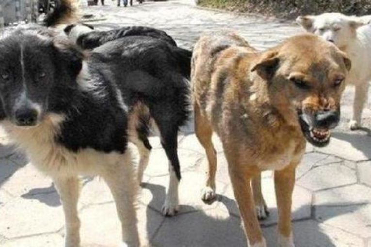 Глутница кучета разкъса жена в Рилци!