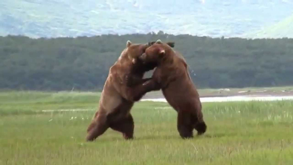 КЛИП на бой между диви мечки стана хит в мрежата 