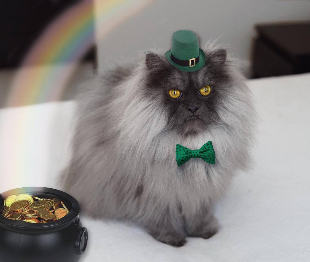 Котка с причудлива прическа се превърна в интернет звезда (СНИМКИ)