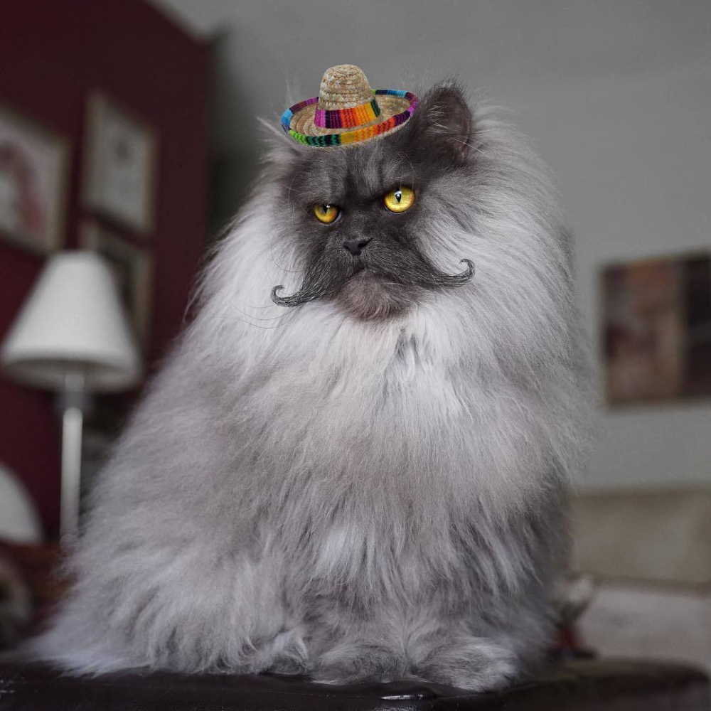 Котка с причудлива прическа се превърна в интернет звезда (СНИМКИ)