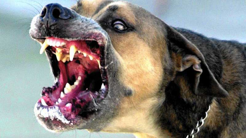Ужасяващо: Кучета изядоха своя собственик (СНИМКИ)