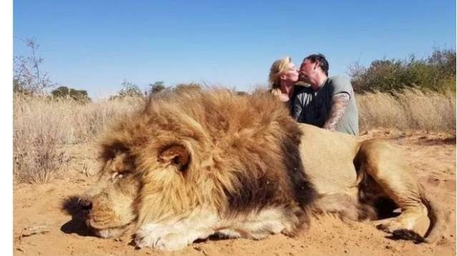 Нечовешко! Двойка са целува зад застрелян лъв (СНИМКИ)