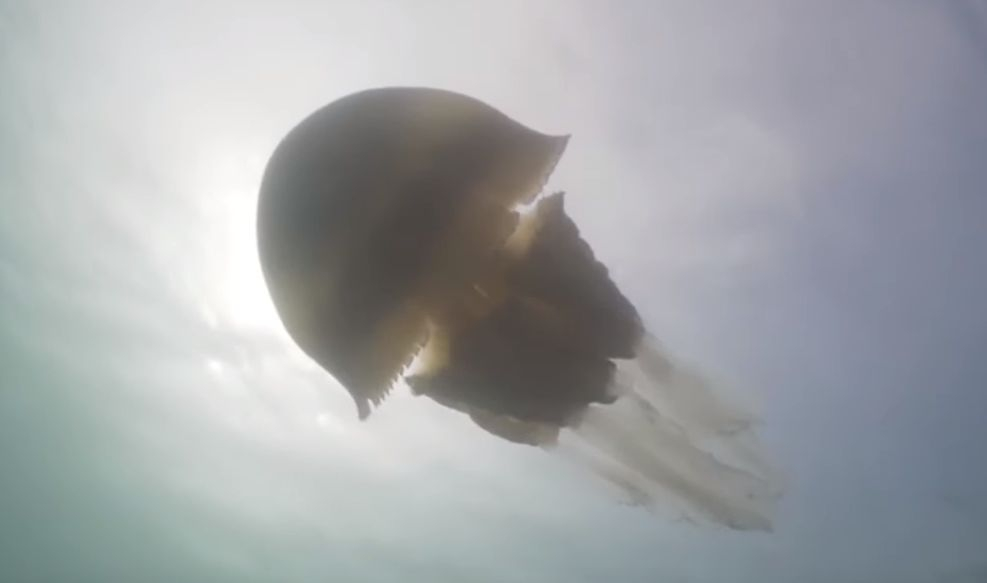 Заснеха невиждано чудовище с размерите на човек във водите край Корнуол (ВИДЕО)