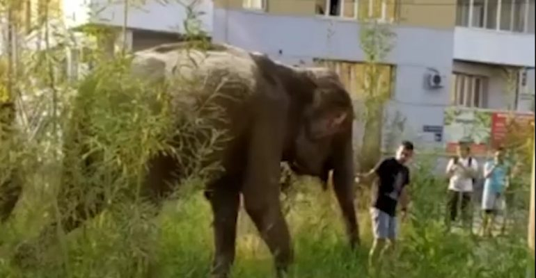Мъж изведе на разходка два слона по улиците на град (ВИДЕО)