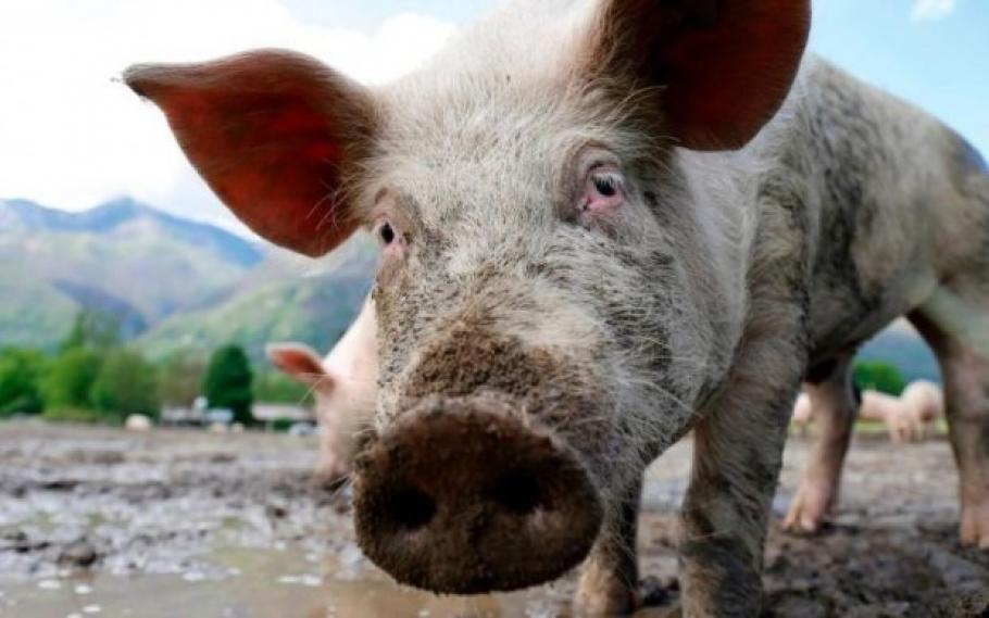 Край на "свинските сватби" - иде забрана за отглеждане на прасета в задния двор