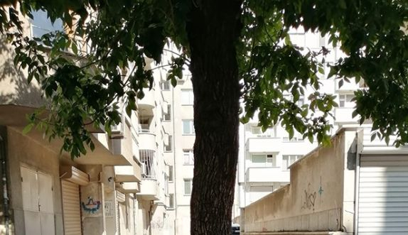 Цялата мрежа се чуди как това дърво в София още не е отрязано (СНИМКА)