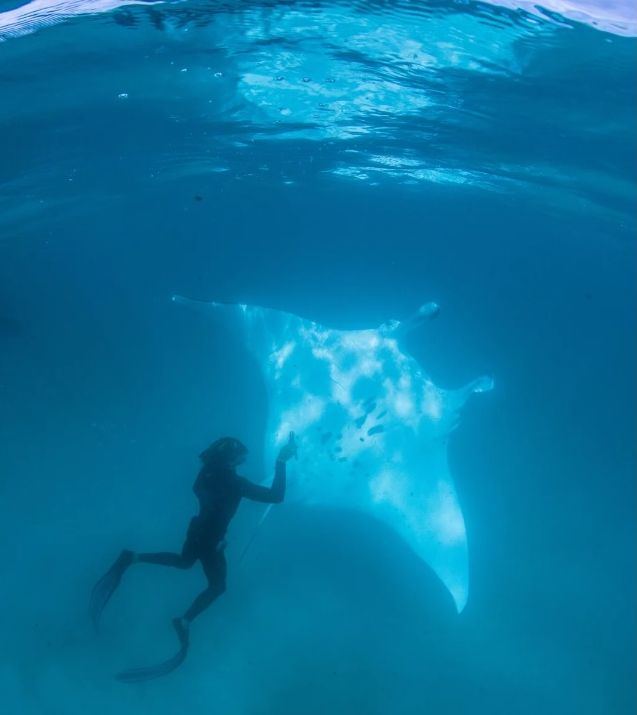 Огромен морски дявол се приближи до водолаз, последва нещо удивително (ВИДЕО)