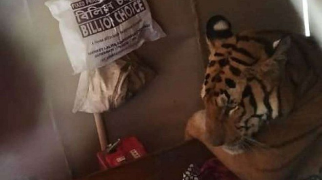 Тигрица се промъкна в къща и не е за вярване какво направи (СНИМКИ)